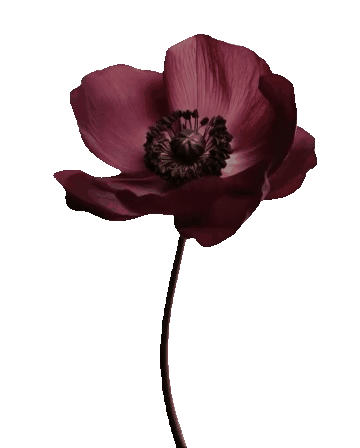 SCN Banner Flower